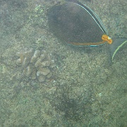 Picture 088